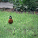 Mad Robin