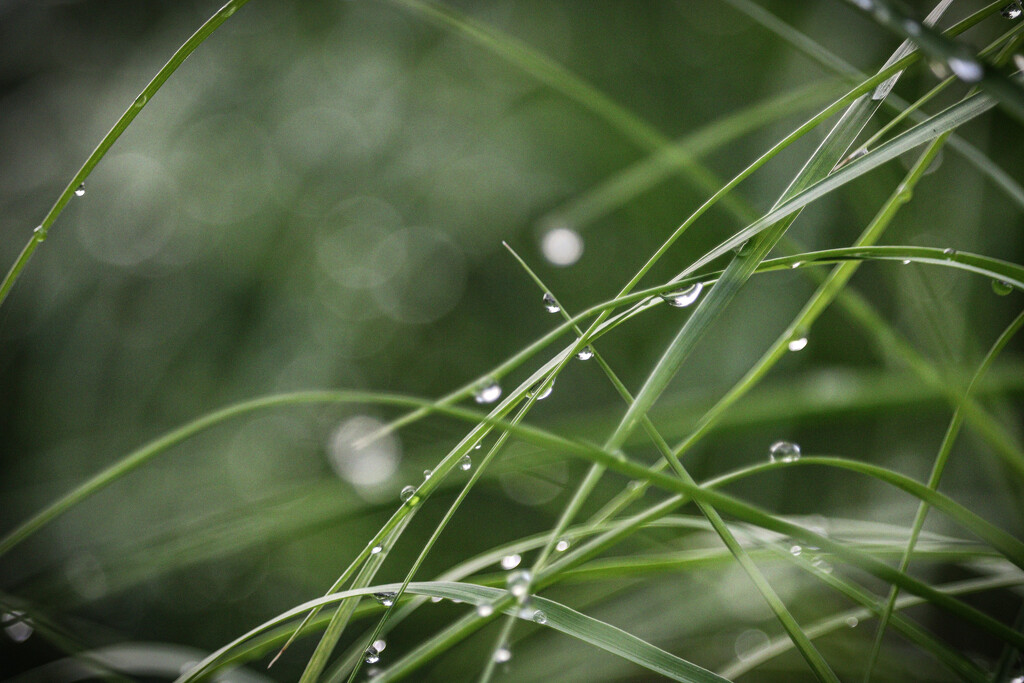 Morning Dew by librarymom