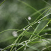 Morning Dew