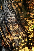 9th May 2025 - Bark