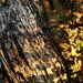 Bark