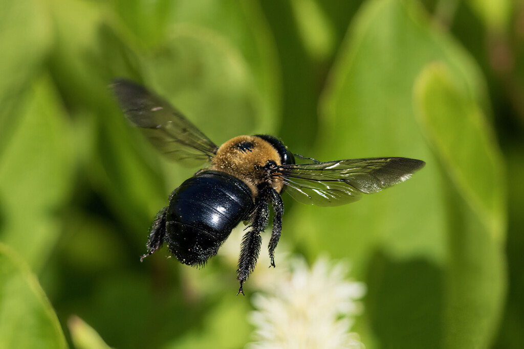 Bee Line by kvphoto