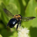 Bee Line