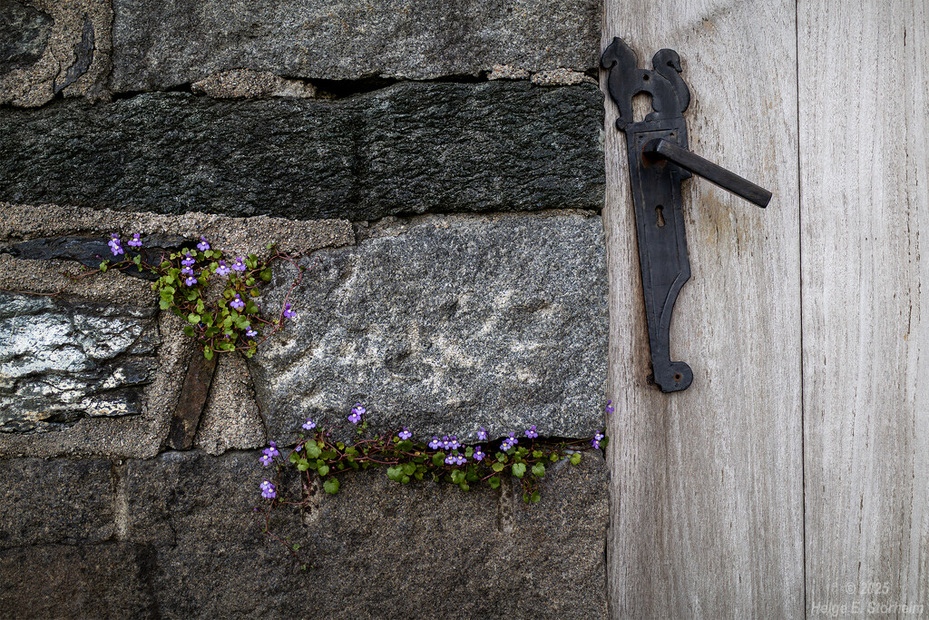 Door, wall and a couple of flowers by helstor365