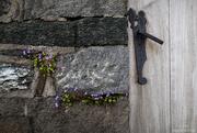 9th May 2025 - Door, wall and a couple of flowers
