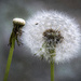 Dandelion Clocks