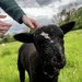 Baa