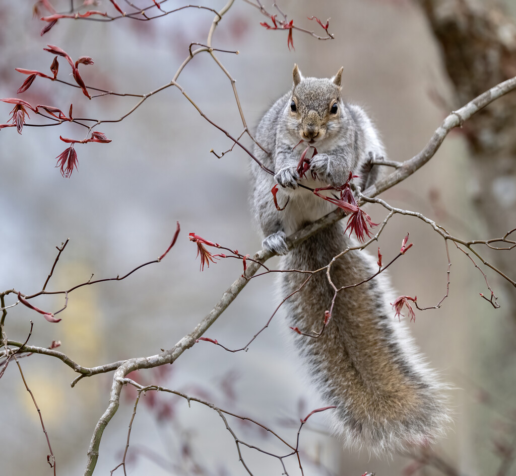 Gray squirrel on a gray day by mccarth1