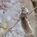 Gray squirrel on a gray day