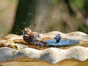 9th May 2025 - Enjoying the jacuzzi tub
