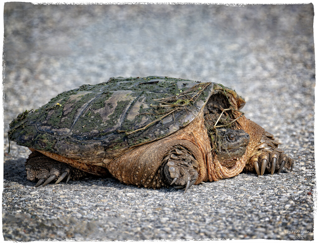 Snapping Turtle by bluemoon