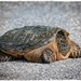 Snapping Turtle
