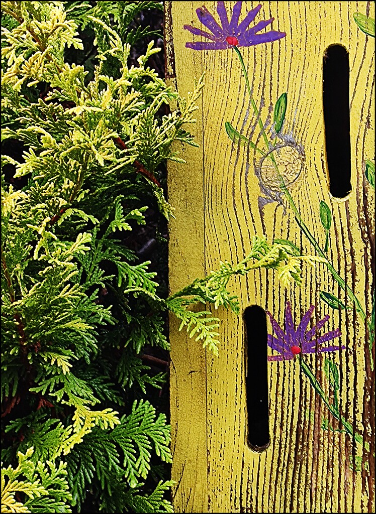 A Half and Half in the Library Garden by olivetreeann