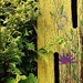 A Half and Half in the Library Garden
