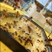 Don't Worry Bee Happy