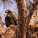 One of the Baby Bald Eagles!