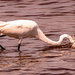 Egret Making a Jab!