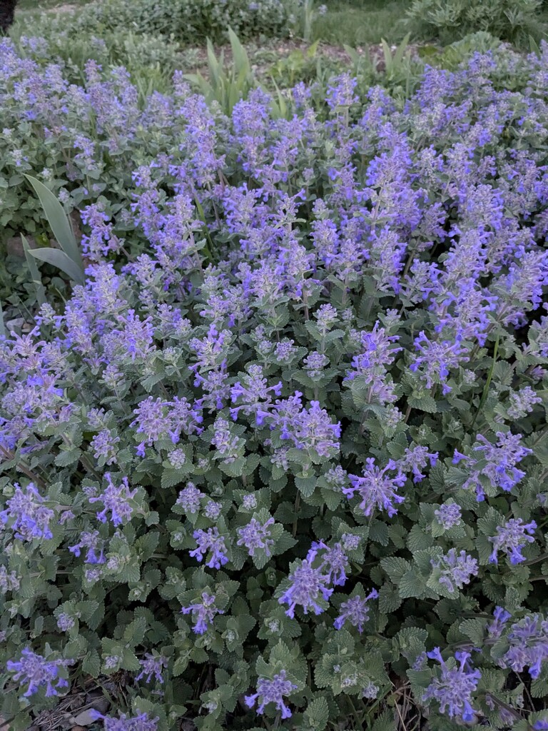 catmint in evening by wakuwaku