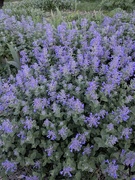9th May 2025 - catmint in evening
