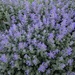 catmint in evening