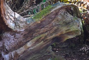 9th May 2025 - What Do You See?