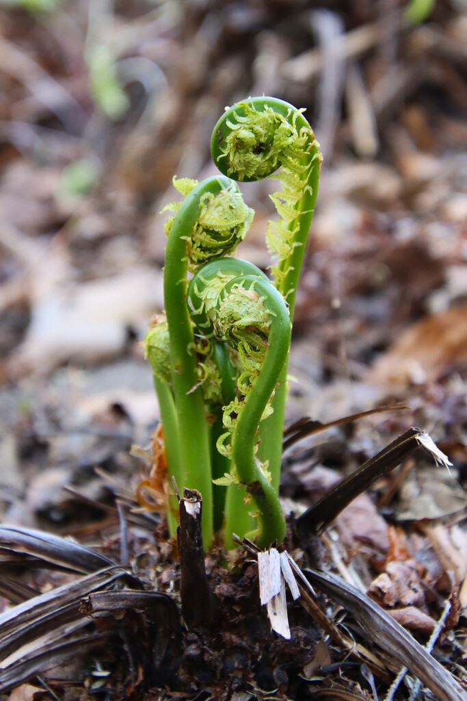 Unfurl by edorreandresen