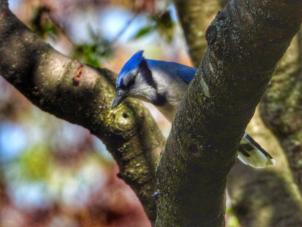 watchful by amyk