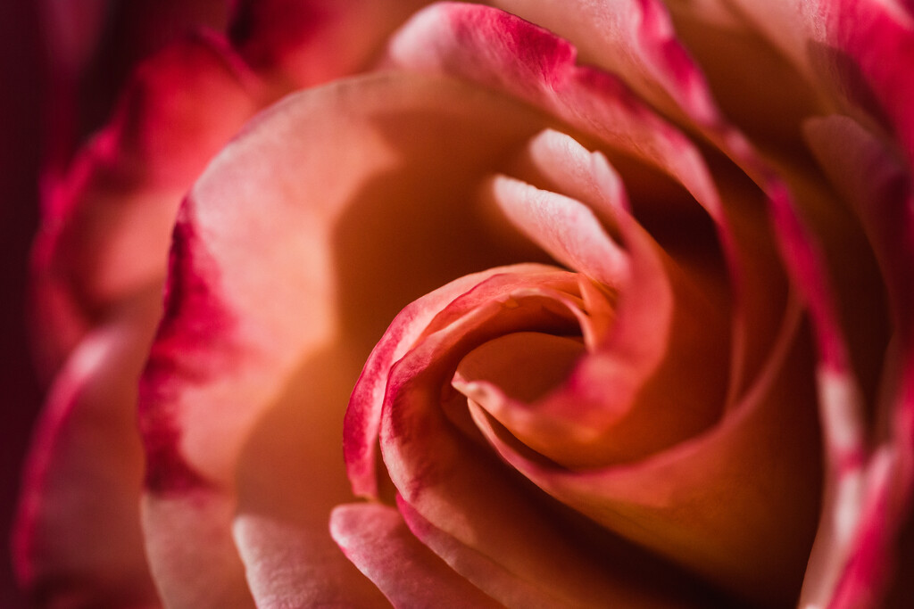 The Roses are Blooming by tina_mac