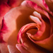 The Roses are Blooming