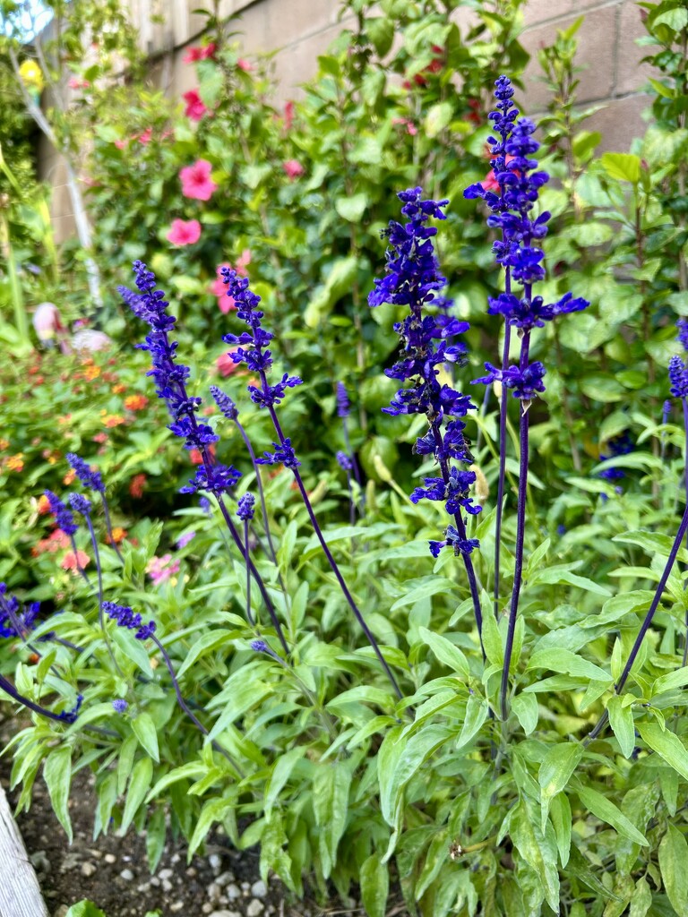 Salvia by loweygrace