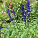 Salvia