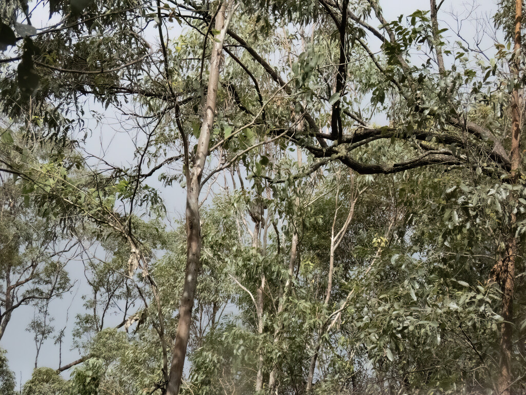 with no zoom  by koalagardens