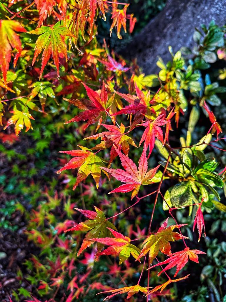 Autumn leaves by pusspup