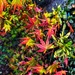 Autumn leaves by pusspup