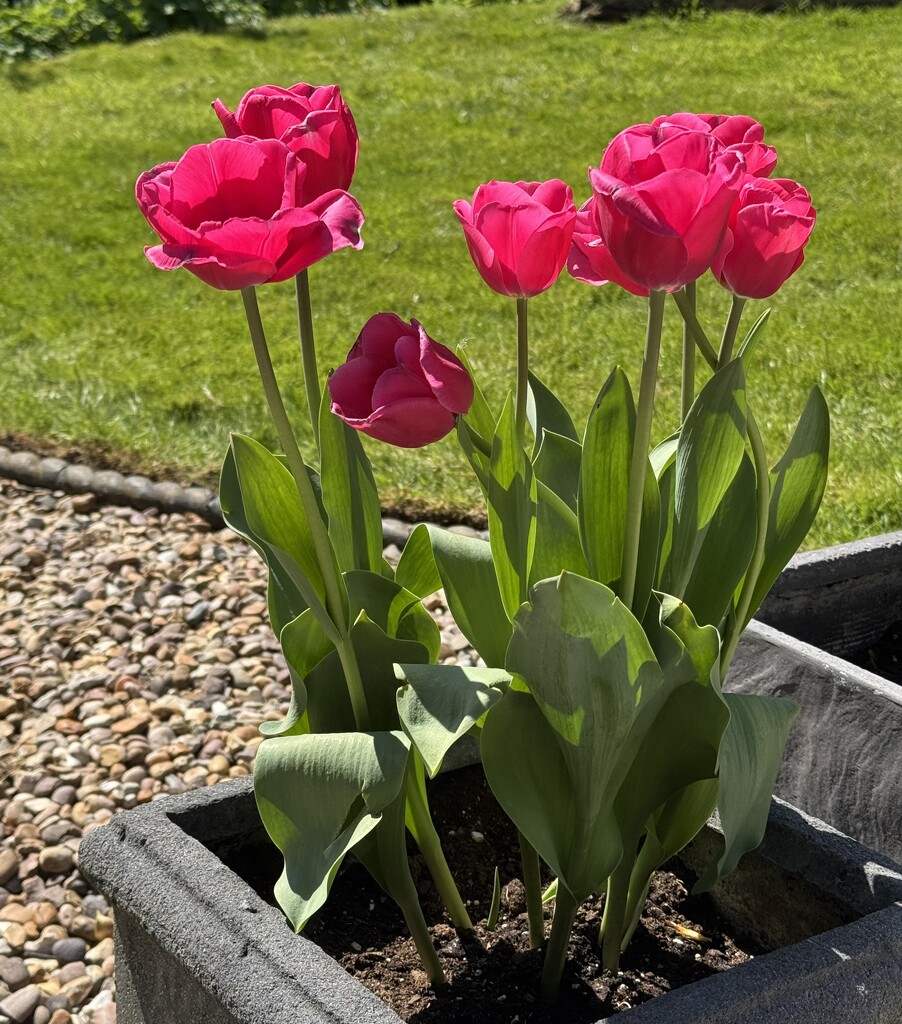 Pretty tulips  by jeremyccc