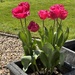 Pretty tulips 