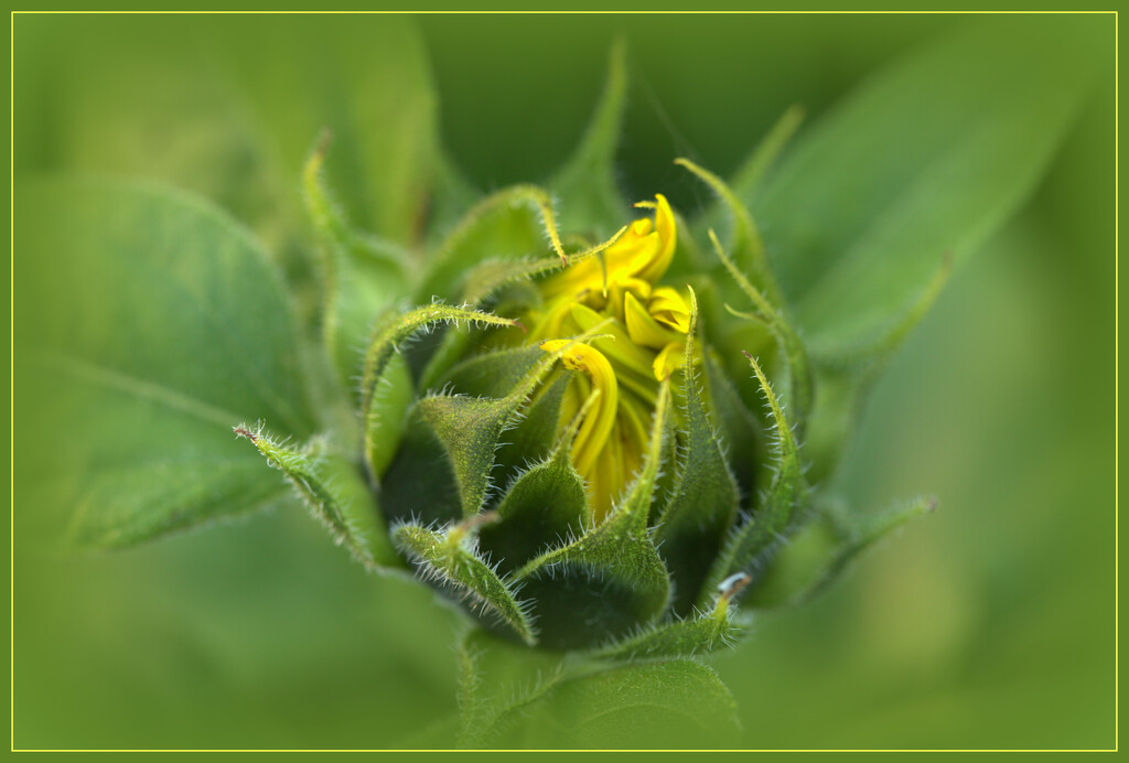 Sunflower  by dide