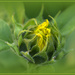 Sunflower  by dide