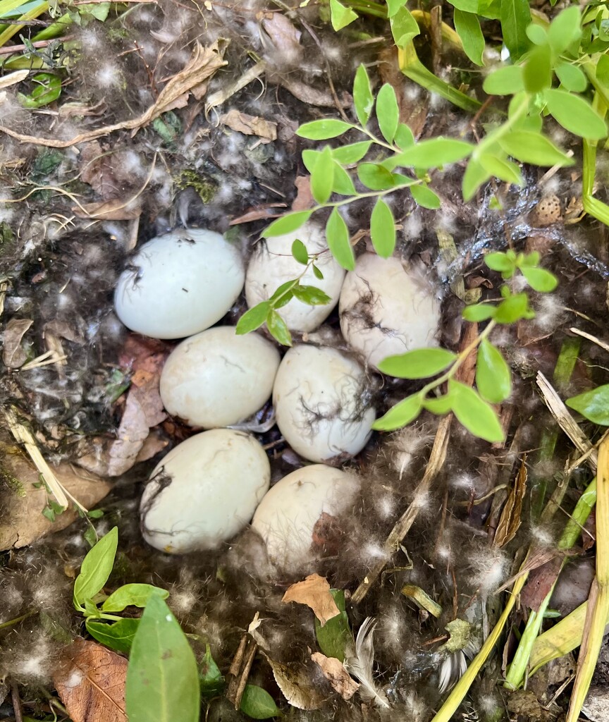 Nest by tinley23