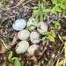 Nest