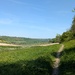 Dog Walk Alkham