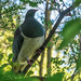 Kereru