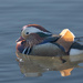 Mandarin Duck, Golden Acre Park, Leeds.