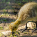 Young Canadian Goose, Golden Acre Park.