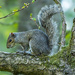 Grey Squirrel, Golden Acre Park, Leeds.