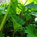 Gunnera......