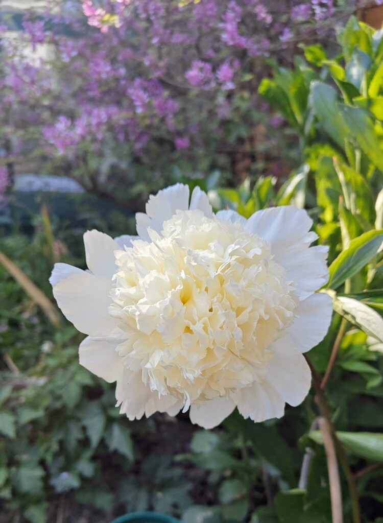 White peony  by nickrh14