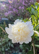 9th May 2025 - White peony 