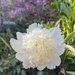 White peony 