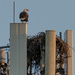 Cellular Eagle